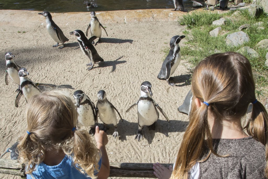 AquaZoo: Een spetterend dagje uit!