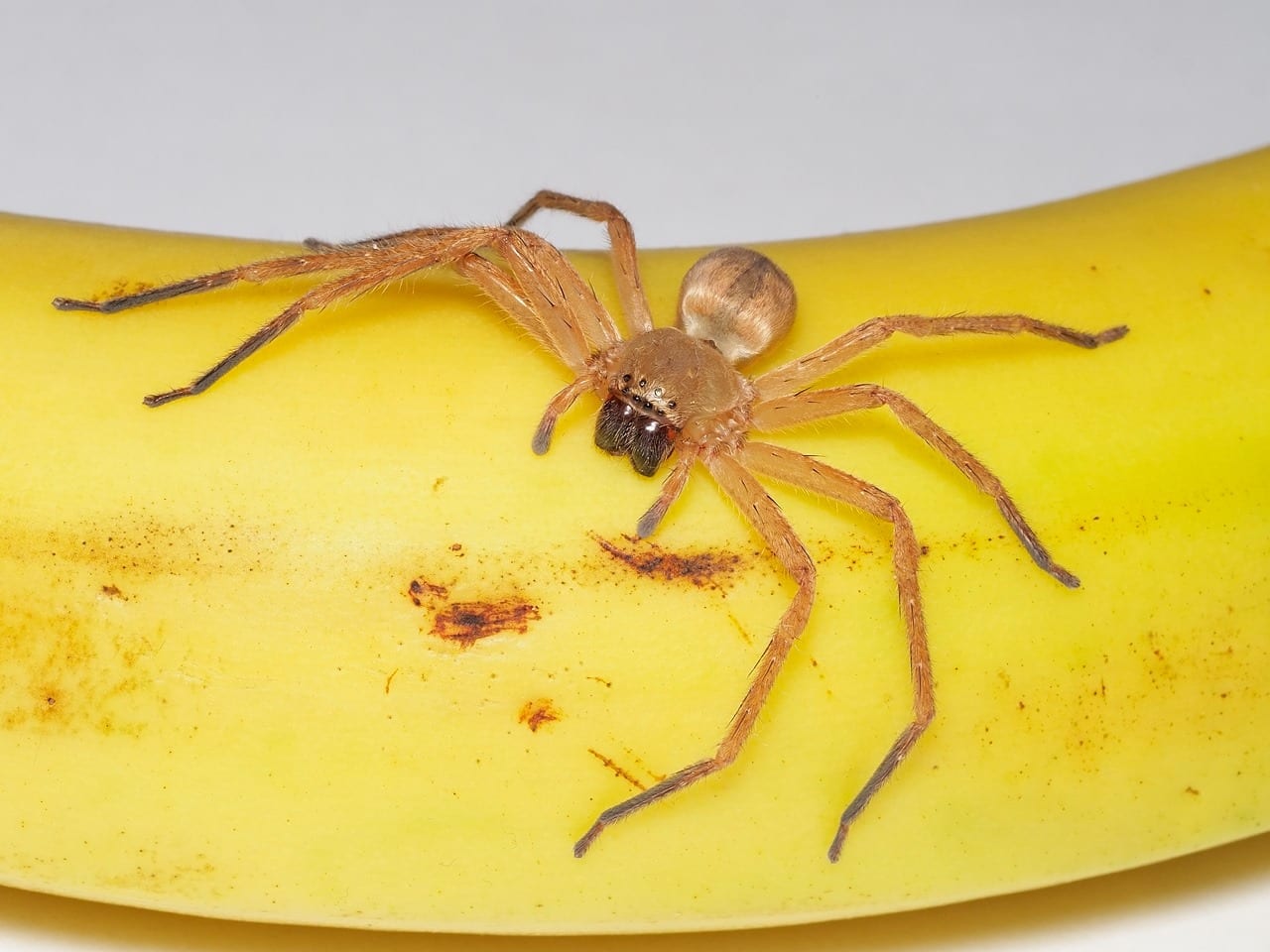 Jumbo-medewerkers in Leeuwarden vinden exotische spin tussen bananen