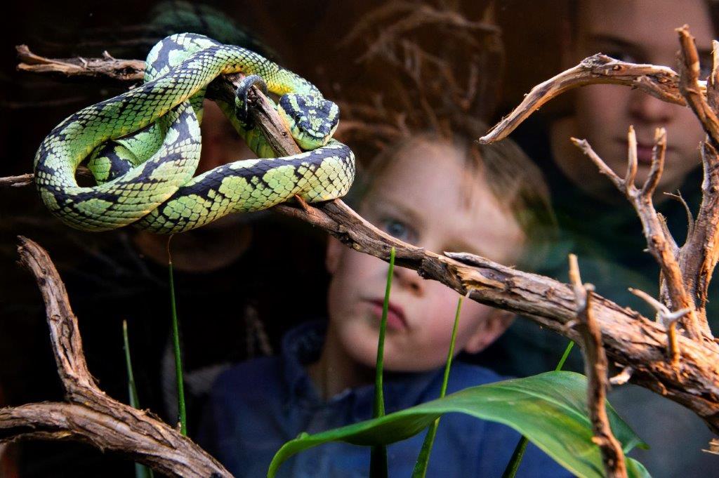 Tentoonstelling GIF: oog in oog met levende giftige dieren