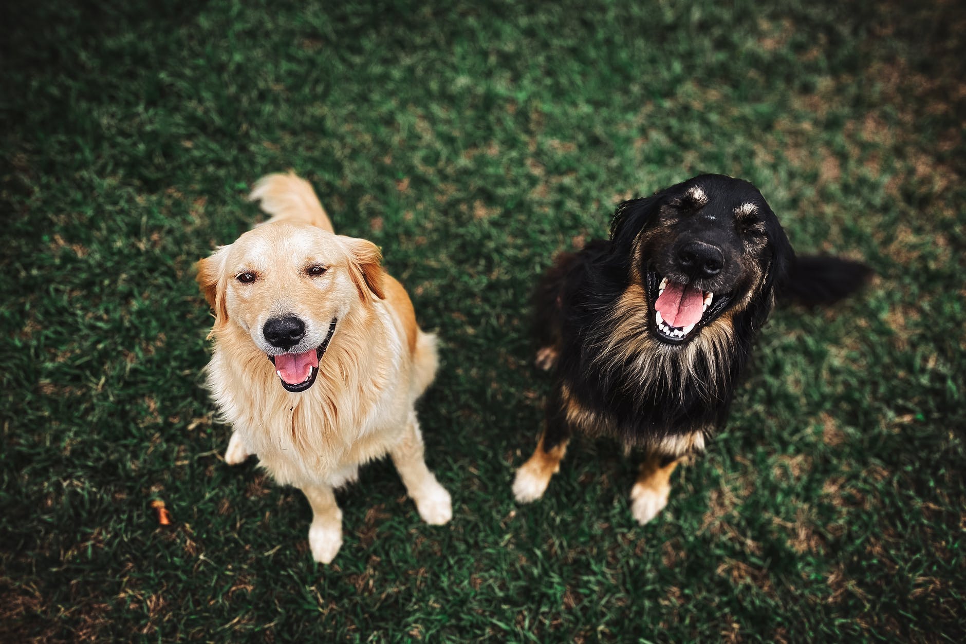 Belasting voor honden in Leeuwarden gaat omhoog
