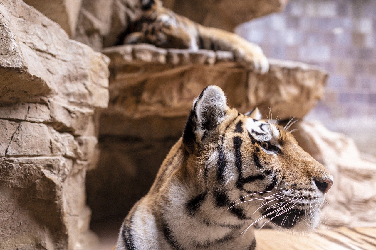 AquaZoo overweegt om tijgers naar Leeuwarden te halen