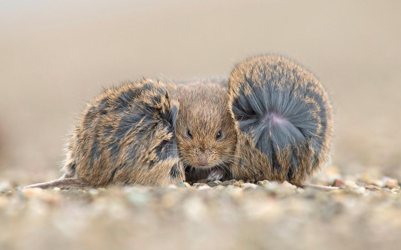 Fotograaf Marcel van Kammen is beste natuurfotograaf van Nederland