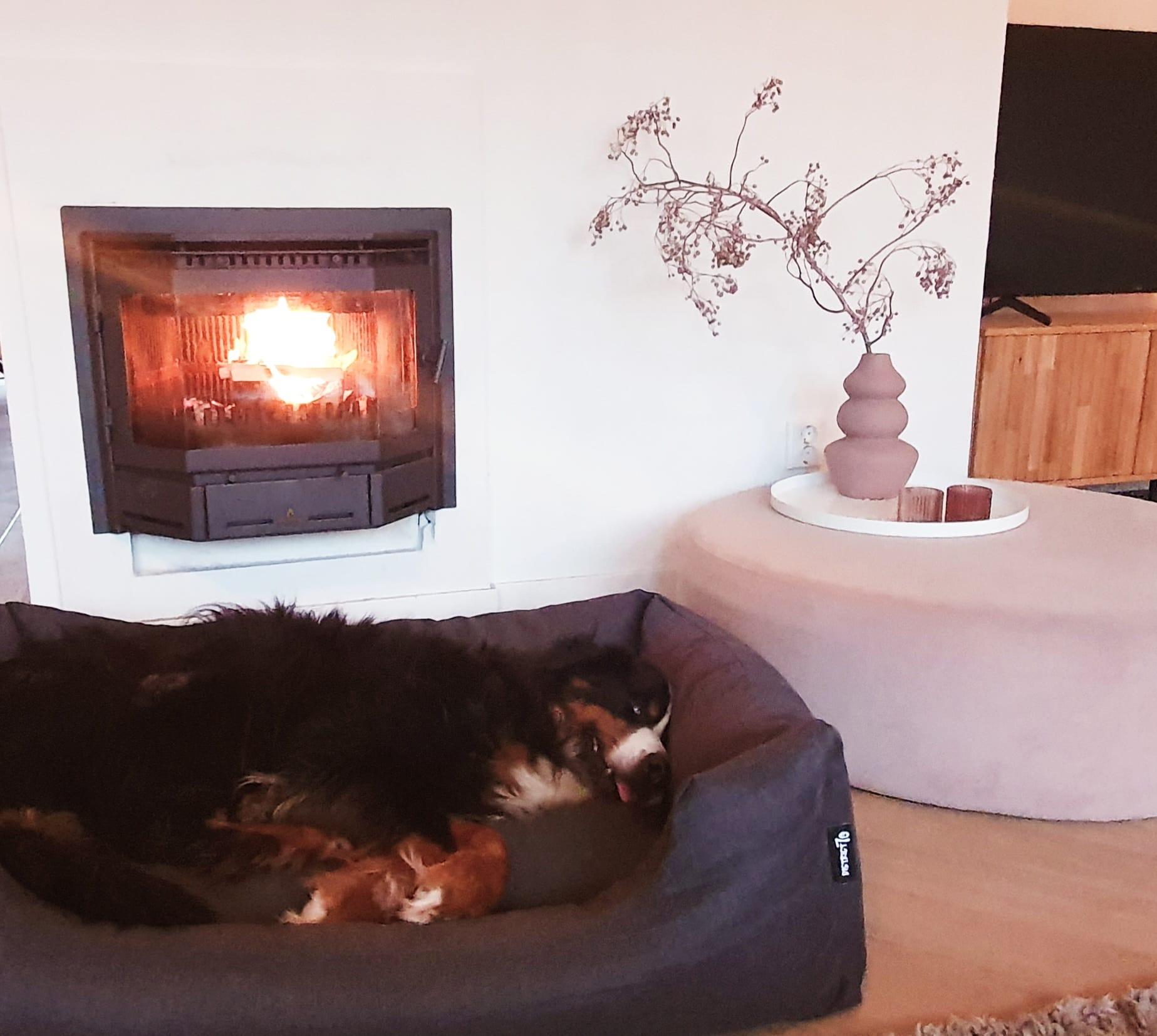 Goed nieuws na allerlei zoekacties: wonderhond Ben is weer thuis!