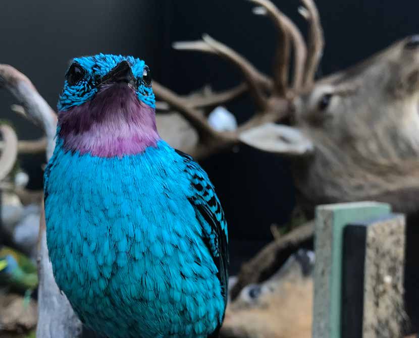 Zet 'm op!: tentoonstelling rond het Nederlands kampioenschap prepareren in Natuurmuseum Fryslân